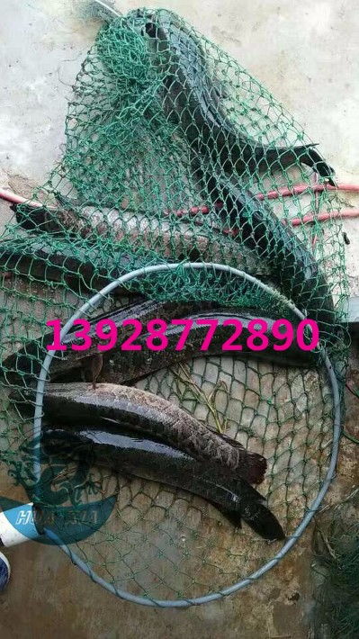 浙江烏鱧魚苗批發(fā)價格實惠，廣東華夏漁業(yè)航空助力高效運輸